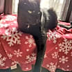 Thumbnail photo of Perry #1