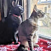 Thumbnail photo of Perry #2