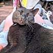 Thumbnail photo of Perry #3