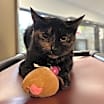 Thumbnail photo of Annabell #1