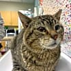Thumbnail photo of Big Boy #2