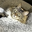 Thumbnail photo of Annabelle #2