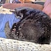 Thumbnail photo of Lucifer #3