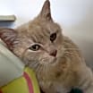 Thumbnail photo of Blondie #3