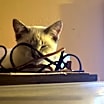 Thumbnail photo of Snowflake #1