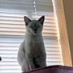 Thumbnail photo of Snowflake #2