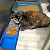 Thumbnail photo of Annabell #2