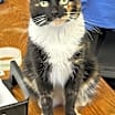 Thumbnail photo of Cupcake #1