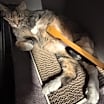 Thumbnail photo of Greta #2