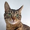 Thumbnail photo of Willow #1