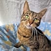 Thumbnail photo of Willow #3