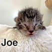Thumbnail photo of Joe #1