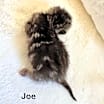 Thumbnail photo of Joe #2