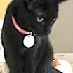 Thumbnail photo of Stormy #4