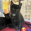 Thumbnail photo of Spike #1
