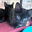 Thumbnail photo of Spike #2