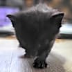Thumbnail photo of Rye #1