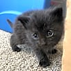 Thumbnail photo of Blinky #1