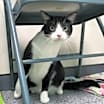 Thumbnail photo of Cookie 27011 #3