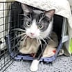 Thumbnail photo of Cookie 27011 #4