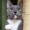 Thumbnail photo of Agatha #1