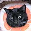 Thumbnail photo of Toothless #1