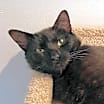 Thumbnail photo of Toothless #2