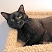 Thumbnail photo of Toothless #3