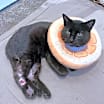 Thumbnail photo of Toothless #4