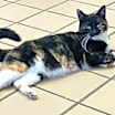 Thumbnail photo of Cupcake #2