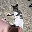 Thumbnail photo of Hayes #4