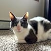 Thumbnail photo of Twiggy #2