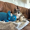 Thumbnail photo of Twiggy #3