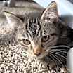 Thumbnail photo of Goose #1