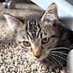 Thumbnail photo of Goose #3