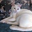 Thumbnail photo of Snuffles AKA Alaska #1