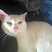 Thumbnail photo of Snuffles AKA Alaska #2