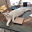 Thumbnail photo of Snuffles AKA Alaska #3