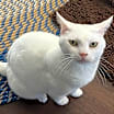 Thumbnail photo of Snuffles AKA Alaska #4