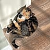 Thumbnail photo of Mocha #1