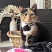 Thumbnail photo of Mocha #3