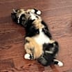 Thumbnail photo of Mocha #4