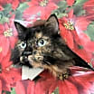 Thumbnail photo of Lilly ( FKA Natasha) #4
