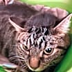 Thumbnail photo of Walter (was Vincent) #1