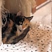 Thumbnail photo of Bernadette #1