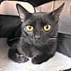 Thumbnail photo of Dr. Biscuits, Esq. #1