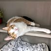 Thumbnail photo of S'more #3