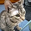 Thumbnail photo of Tulip #3