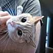 Thumbnail photo of Simba Kitty #1