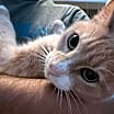 Thumbnail photo of Simba Kitty #2